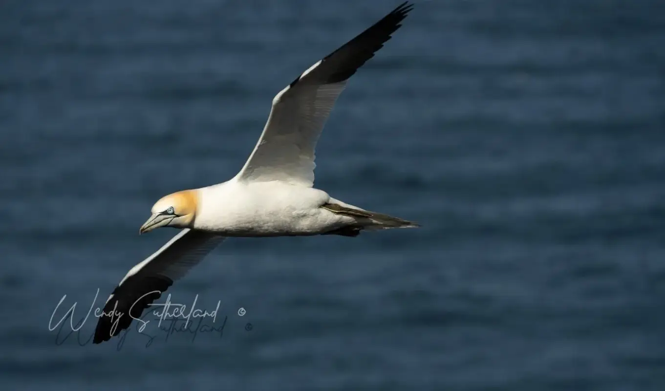 Gannet